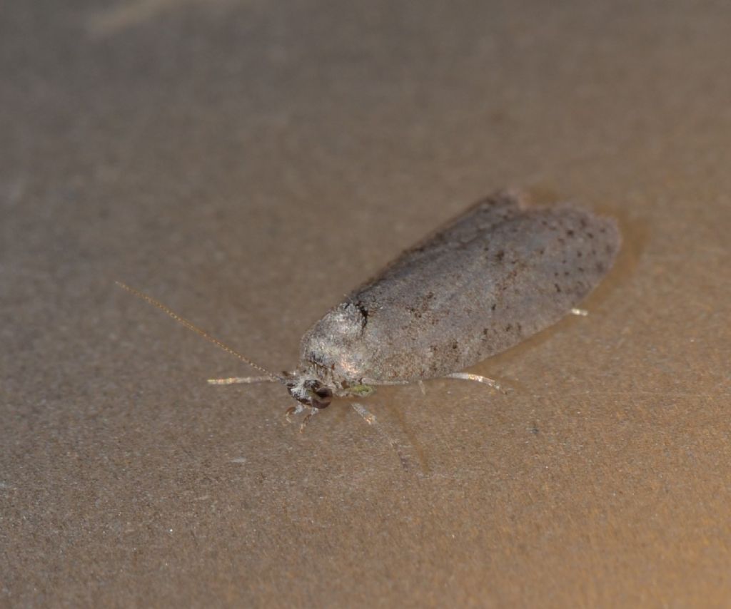 Cnephasia? Cfr. Cnephasia sp. - Tortricidae